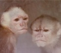 monkeys