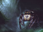 Jumping Spider